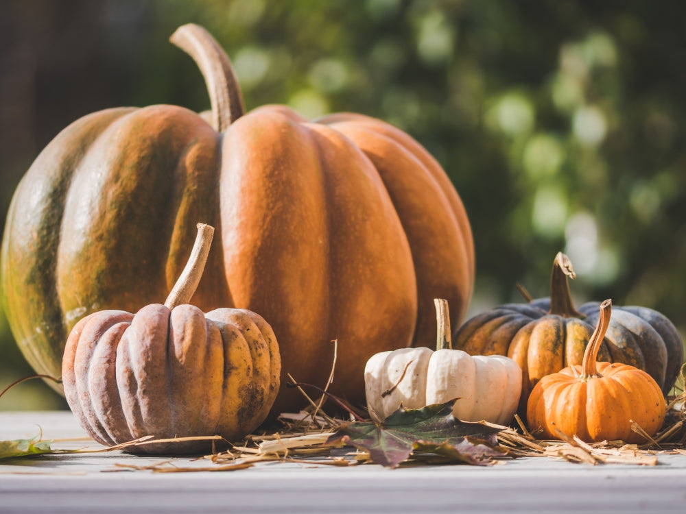 Fun in the Fall