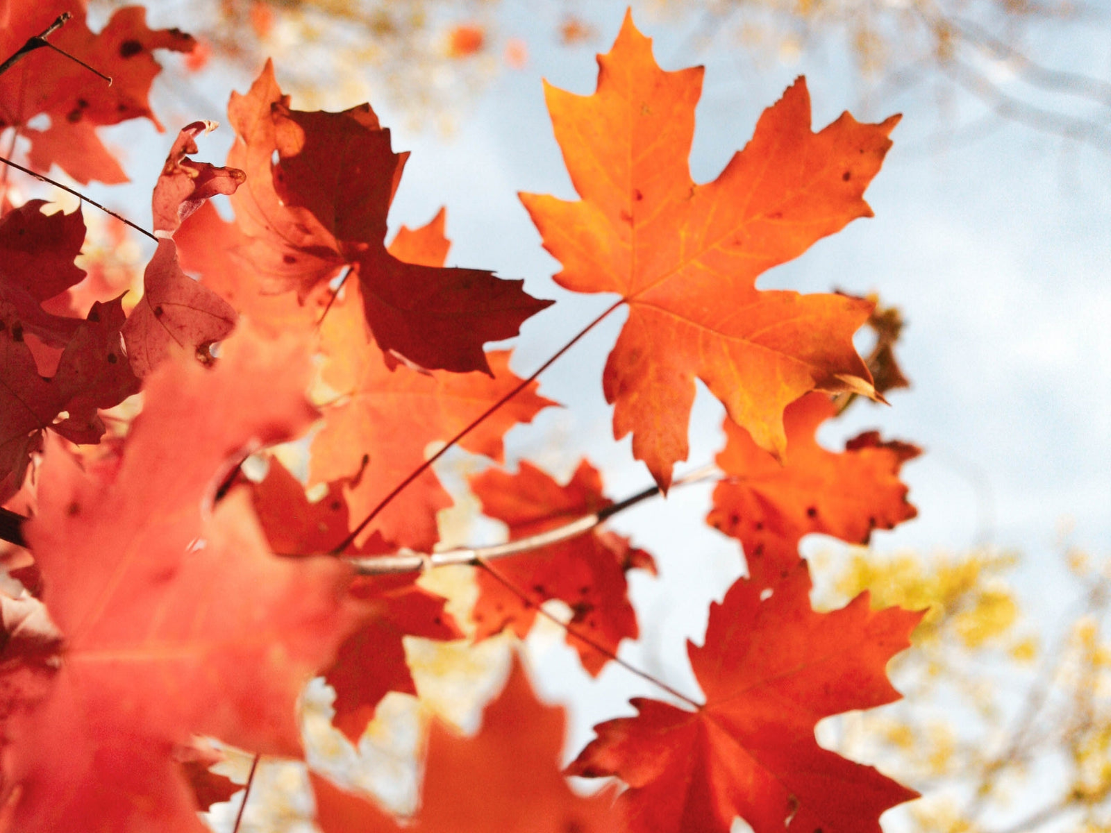 One of My Favorite Guiltless Fall Treats: Almond Butter Apple Dip Recipe